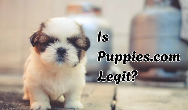 Is Puppies.com Legit